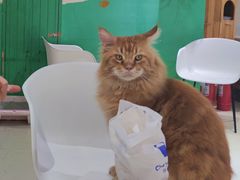 -藏猫猫咖啡主题馆(中央大道店)