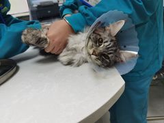 -中农国际动物医院24小时·猫科·骨科·急重症中心