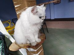 -喵屿·大理花园猫咖