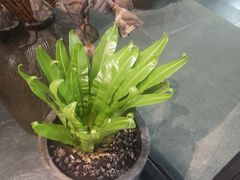 -囿面传统制面馆(中央路店)