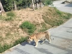 -大连森林动物园