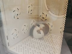 -车接车送·寄养洗护·德文猫舍(大宁店)