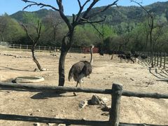 -西安秦岭野生动物园