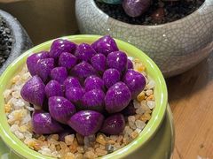 -双季花艺园艺市场(浦东店)