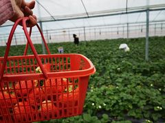 -建德果蔬乐园绪塘草莓基地