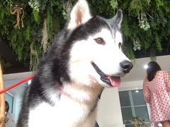 -Husky Go! 哈士奇体验馆·宠物咖啡厅狗咖