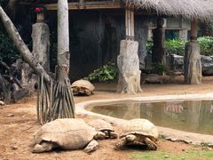 -广州长隆飞鸟乐园