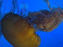 -太平洋海底世界