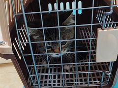 -宠福鑫动物医院·动物疾病诊疗中心(天通苑店)
