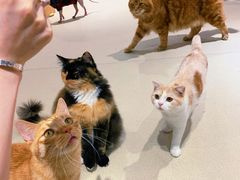 -藏猫猫咖啡主题馆(中央大道店)