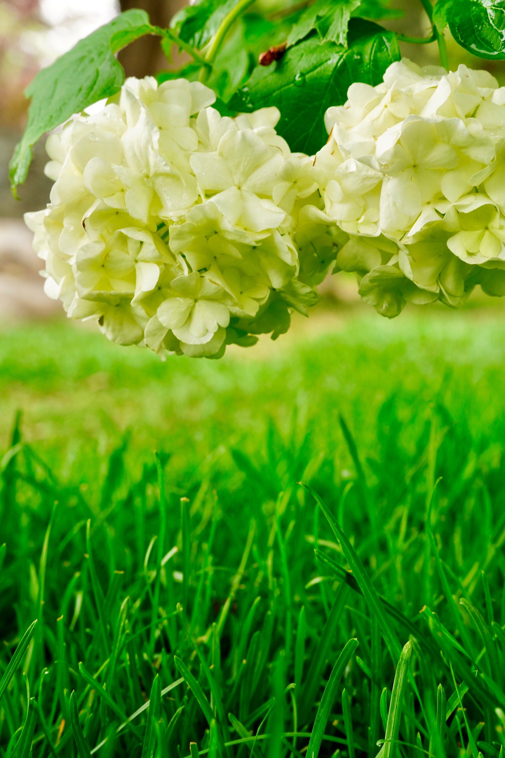 绣球花——"欧洲雪球"