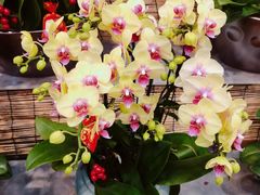 -双季花艺园艺市场(浦东店)