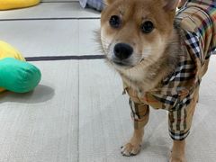 -逗柴咖啡屋·狗咖猫咖宠物桌游