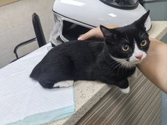 -动物缘宠物医院·骨科·猫科(西二环店)