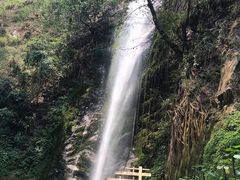 -莫里热带雨林景区