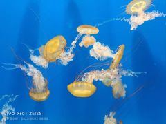 -烟台海昌鲸鲨海洋公园