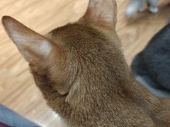 -MOCHA明星猫咖(田子坊店)