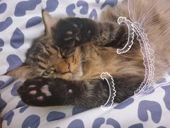 -蓝鲸·缅因猫舍