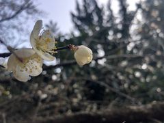 -东明山森林公园