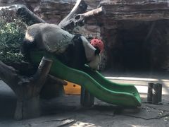 -石家庄市动物园