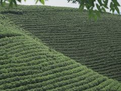 -白茶原·一片叶子