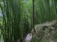 -川西竹海景区