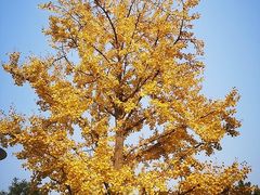 -大兴滨河森林公园