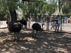 -长白岛森林公园