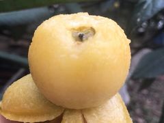 -西山樟坞健康果园枇杷杨梅采摘