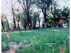 -永定河休闲森林公园