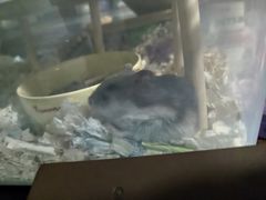 -立德异宠动物医院.兔鸟爬.内窥镜(天河店)