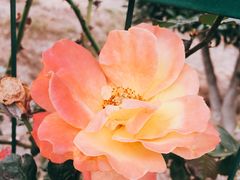 -呼吸森林·生态农庄农家乐私房菜