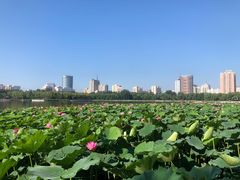 -莲花池公园