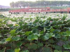 -洪湖生态旅游区