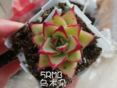 -万商花鸟市场