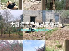 -都江堰中华大熊猫苑