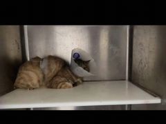 -萌兽医馆·犬猫专科·眼科中心·宠物医院(朝阳门分院)