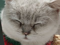 -怪兽屋·羊驼·猫咖·狗咖(俊华广场店)