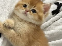 -四月宠物医院·猫专科·心脏专科·内科(转塘店)