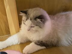 -滚猫咖啡·猫咖·猫友好撸猫(未来城店)