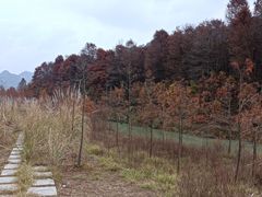 -小芝红树林