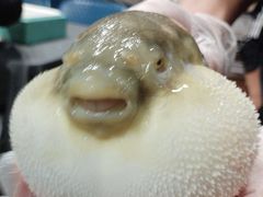 -肆月河豚·新淮扬(金融街店)