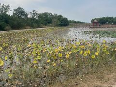 -南大港湿地风景区