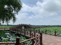 -荷塘月色湿地公园·向阳花洲