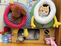 -爱妮康宠物医院·干细胞免疫细胞·肿瘤·心脏(张江店)