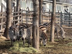 -大连森林动物园