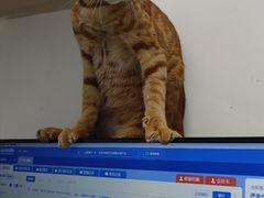 -瑞派宠物医院(搏威敦和院)