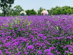 -同里国家湿地公园