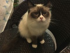 -猫色咖啡·猫咖