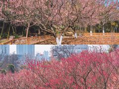 -南京古林公园